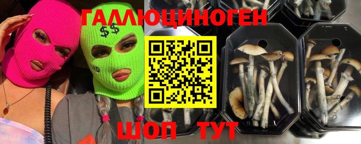 Псилоцибиновые грибы Psilocybine cubensis  Ростов-на-Дону 